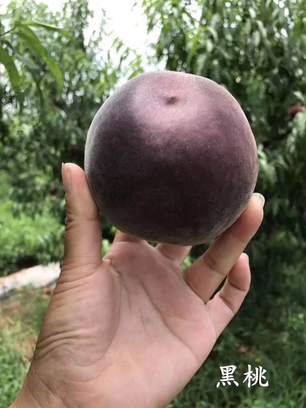 一年瑞蟠21号蟠桃苗丶三公分瑞蟠21号蟠桃苗丶瑞蟠21号蟠桃苗价格