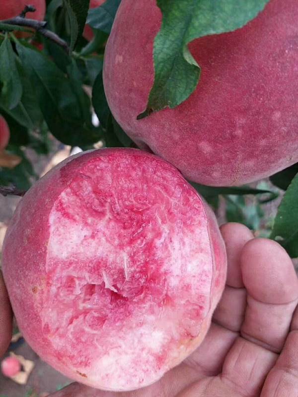 秋丽桃树苗,五公分秋丽桃树苗产品信息联系方式品牌厂家其他品种桃树