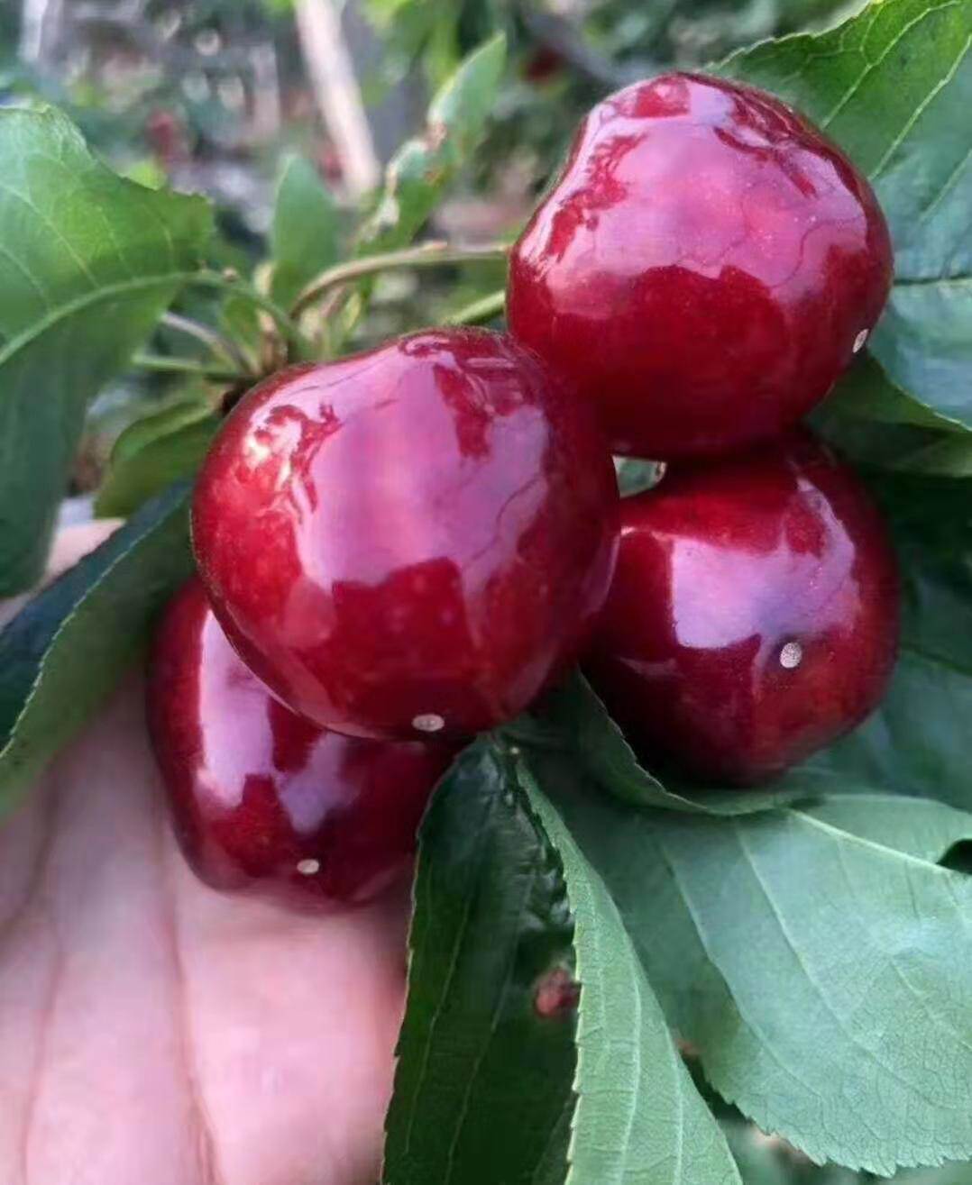 石榴树从4月底到5月上,中旬易发生刺蛾,蚜虫,蝽象,介壳虫,斜纹夜蛾等