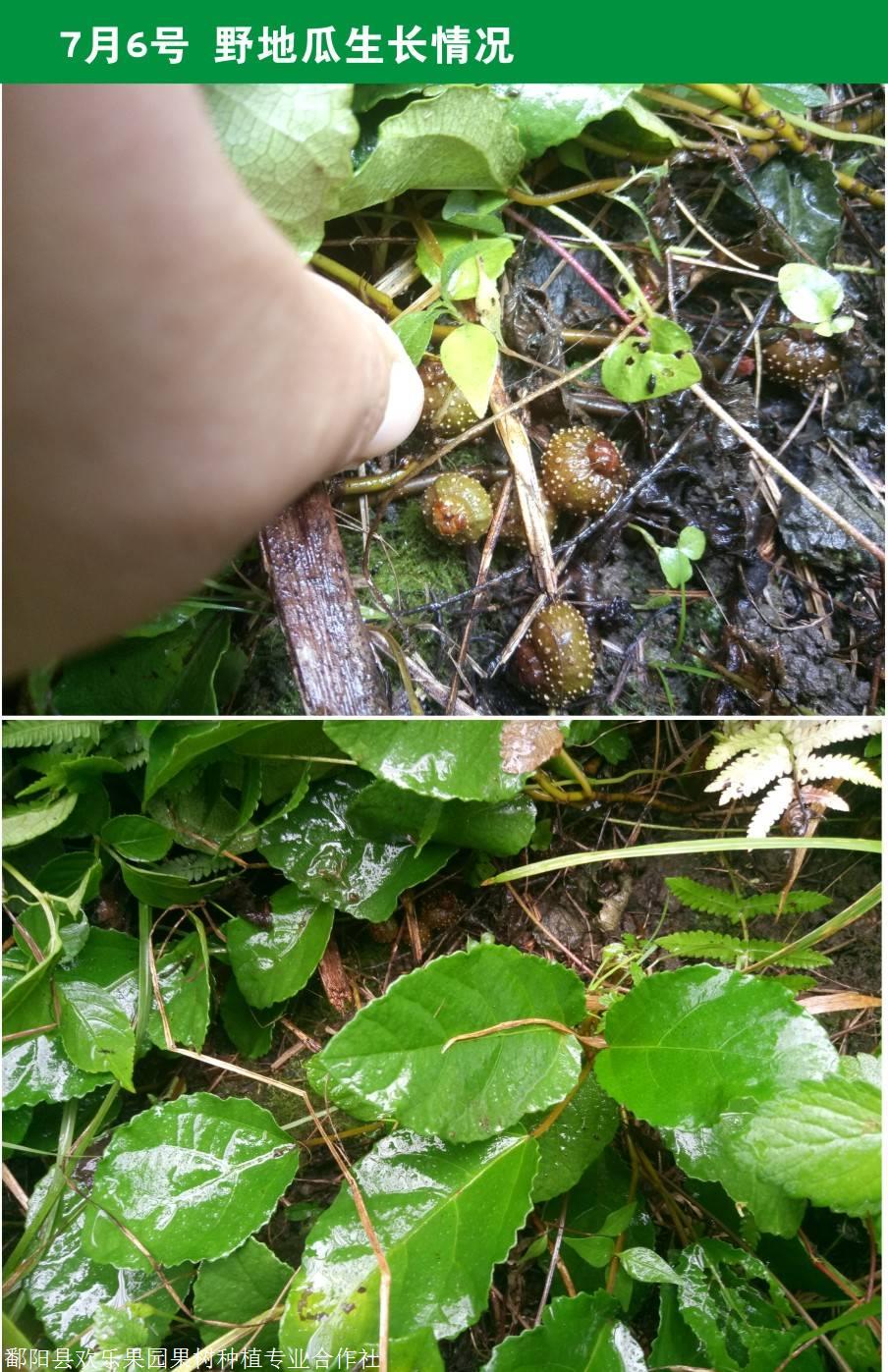 野地瓜苗批发野地瓜草皮果种植