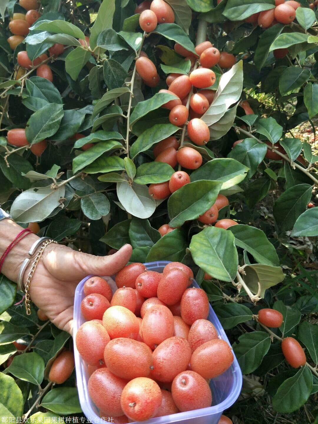 嫁接羊奶果苗批发羊奶果种植羊奶果苗批发价格