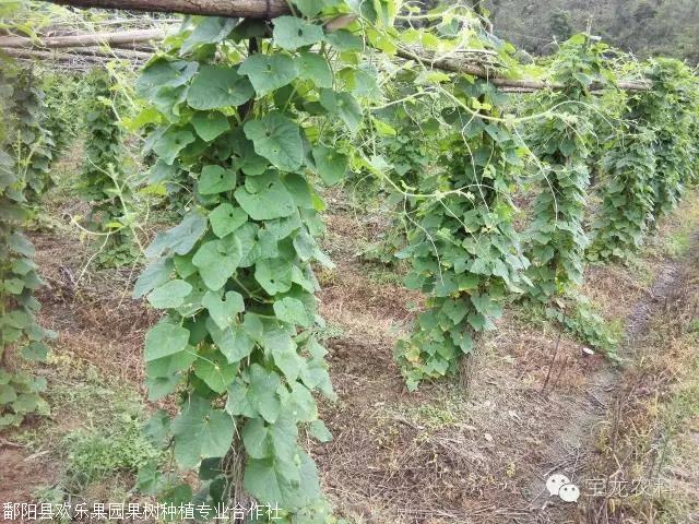 火参果种植前景经济价值及种植技术综合介绍