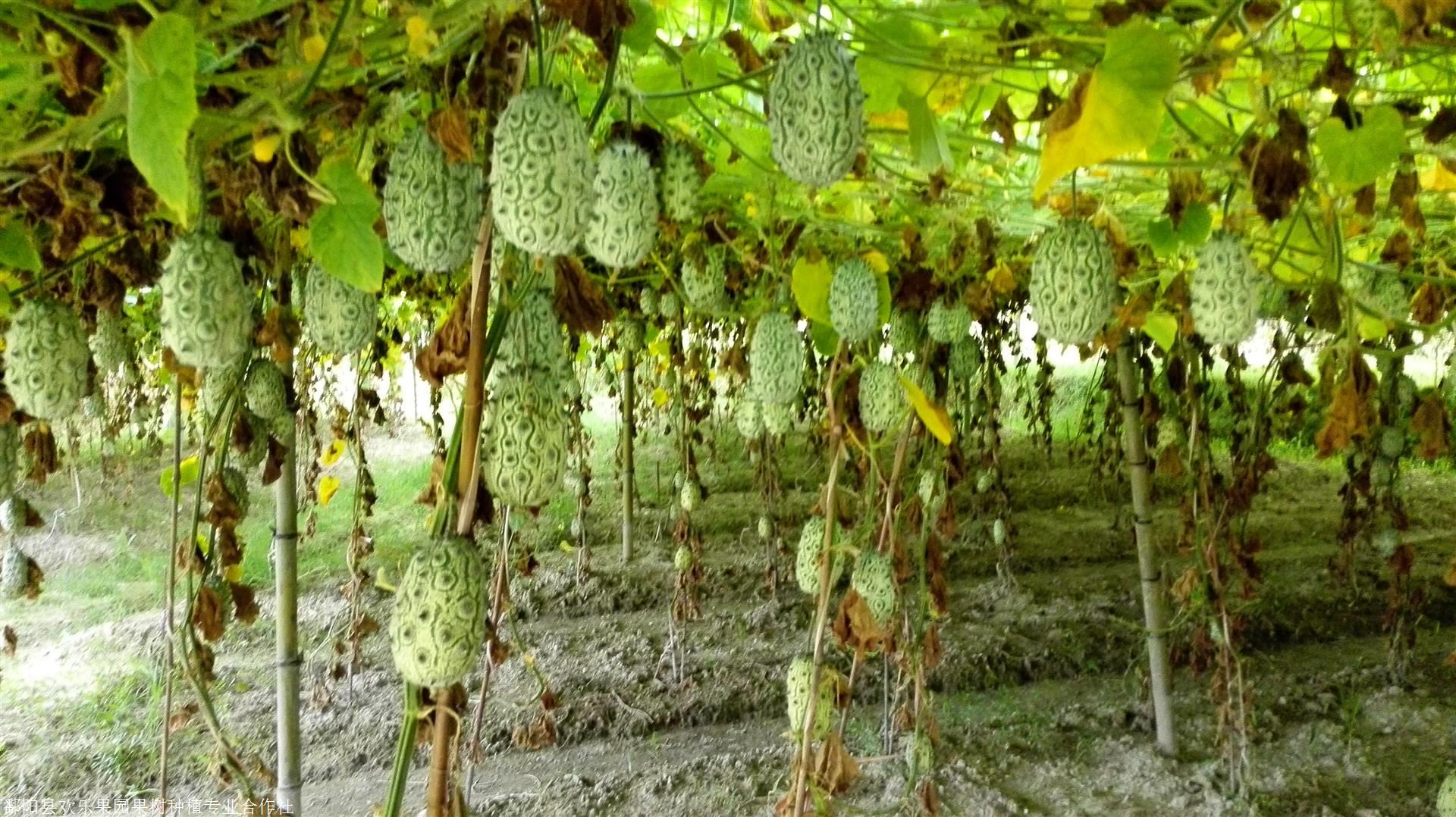 火参果种植前景经济价值及种植技术综合介绍