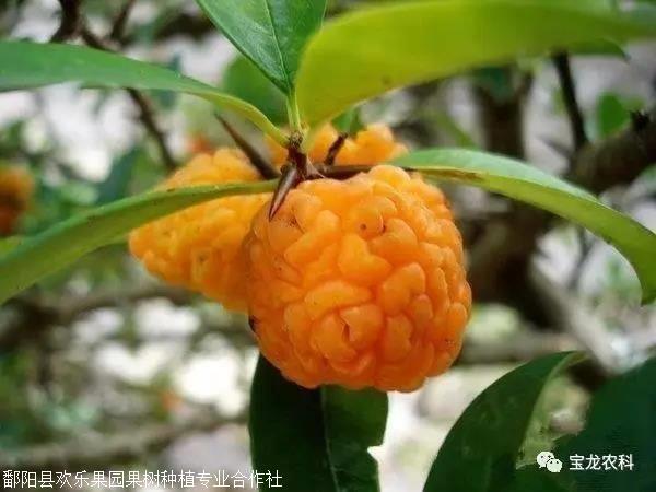 稍吃几颗,嘴巴舌头便染色,有类似效果的,还有杨桐和地菍等.