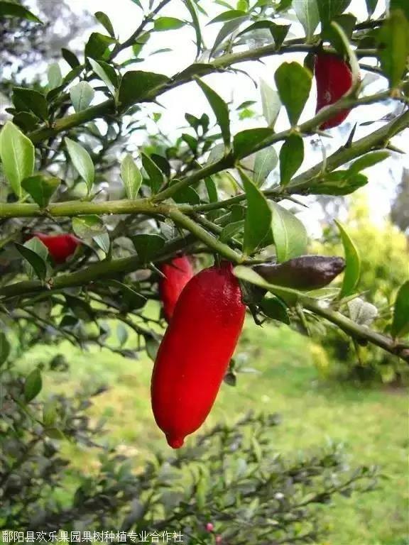 2019宝龙农科多年生果树品种介绍3