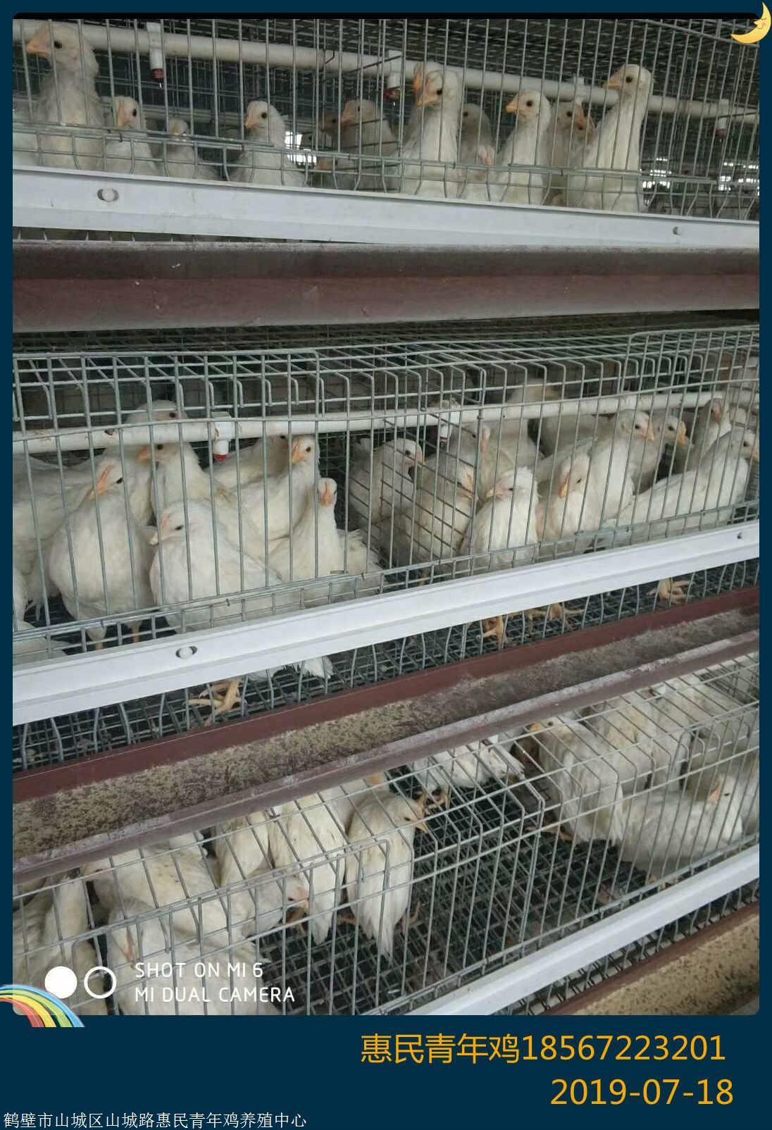 娄底粉壳蛋鸡主要品种海兰白蛋鸡京白蛋鸡青年鸡海兰粉壳蛋鸡