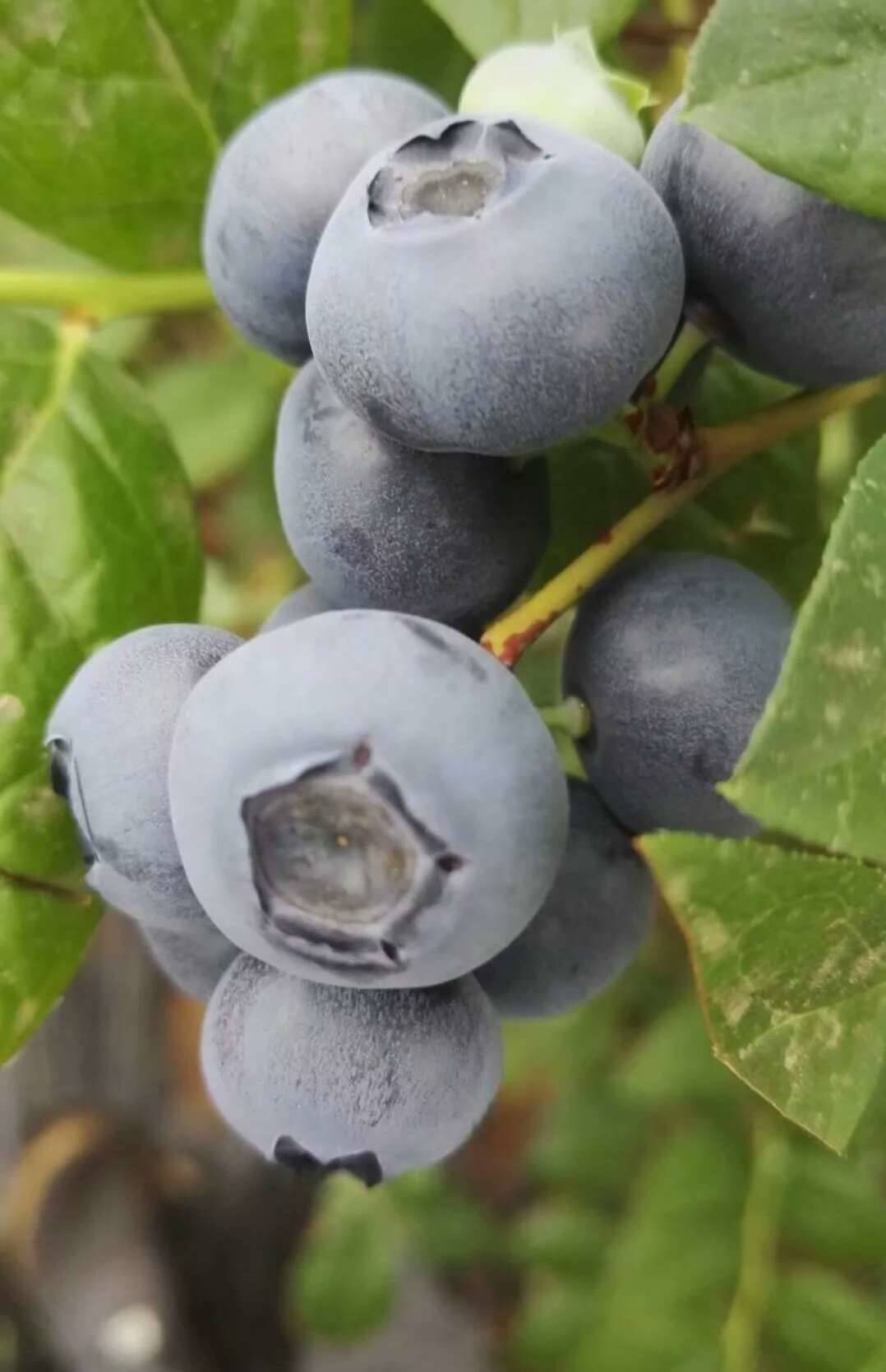 莱克西蓝莓2年苗多少钱一株六安