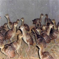 回收蓝孔雀 成年孔雀 孔雀价格