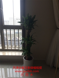 花卉销售天津誉隆花卉园艺有限