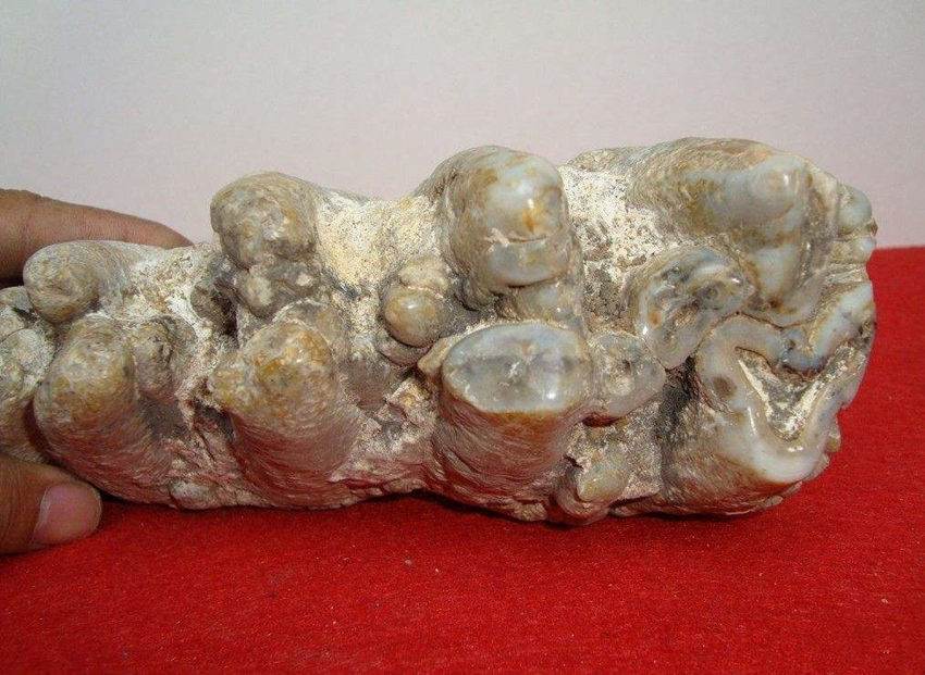 恐龙牙化石快速交易需要那些条件