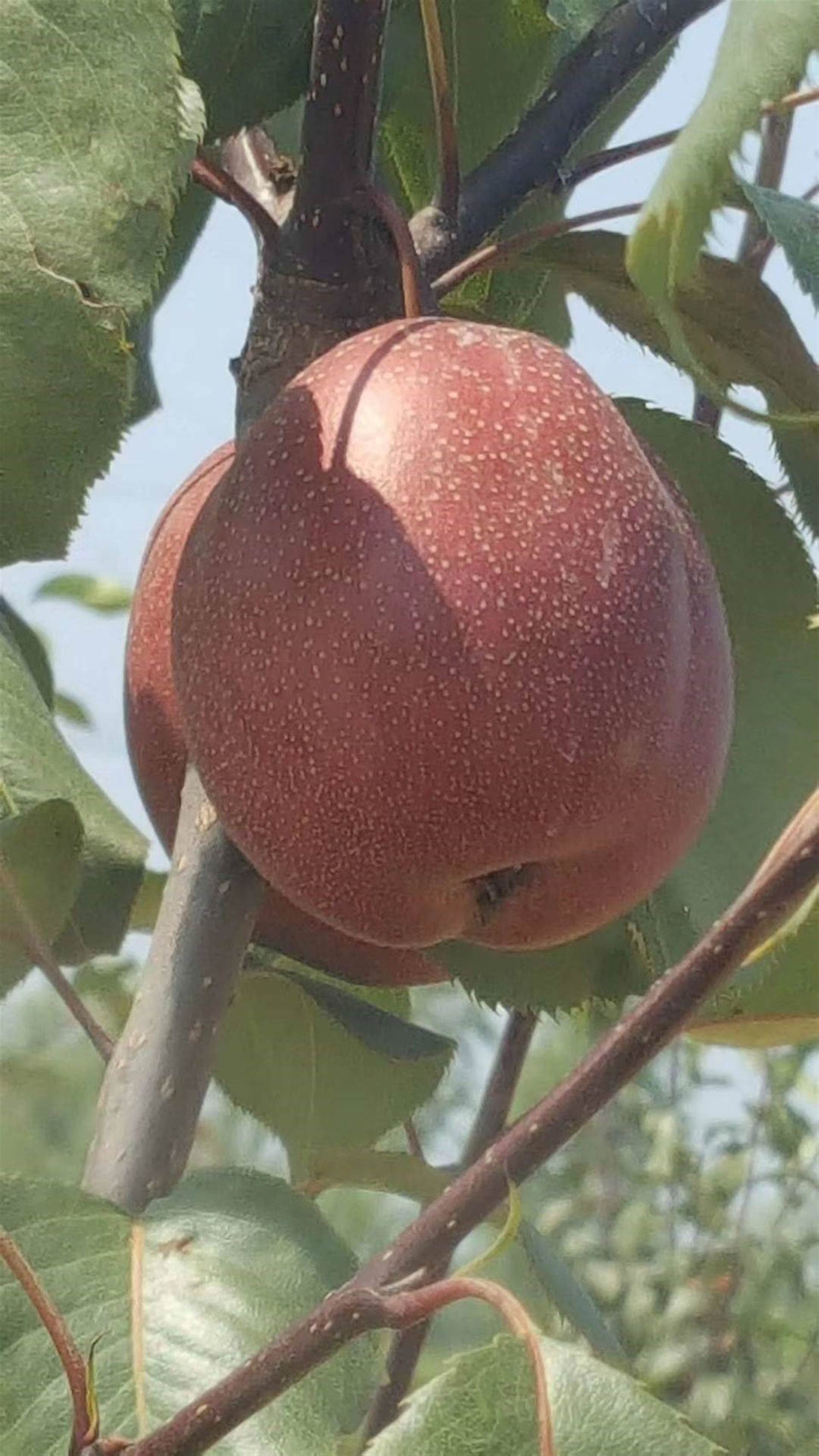 全红梨品种介绍鄂尔多斯