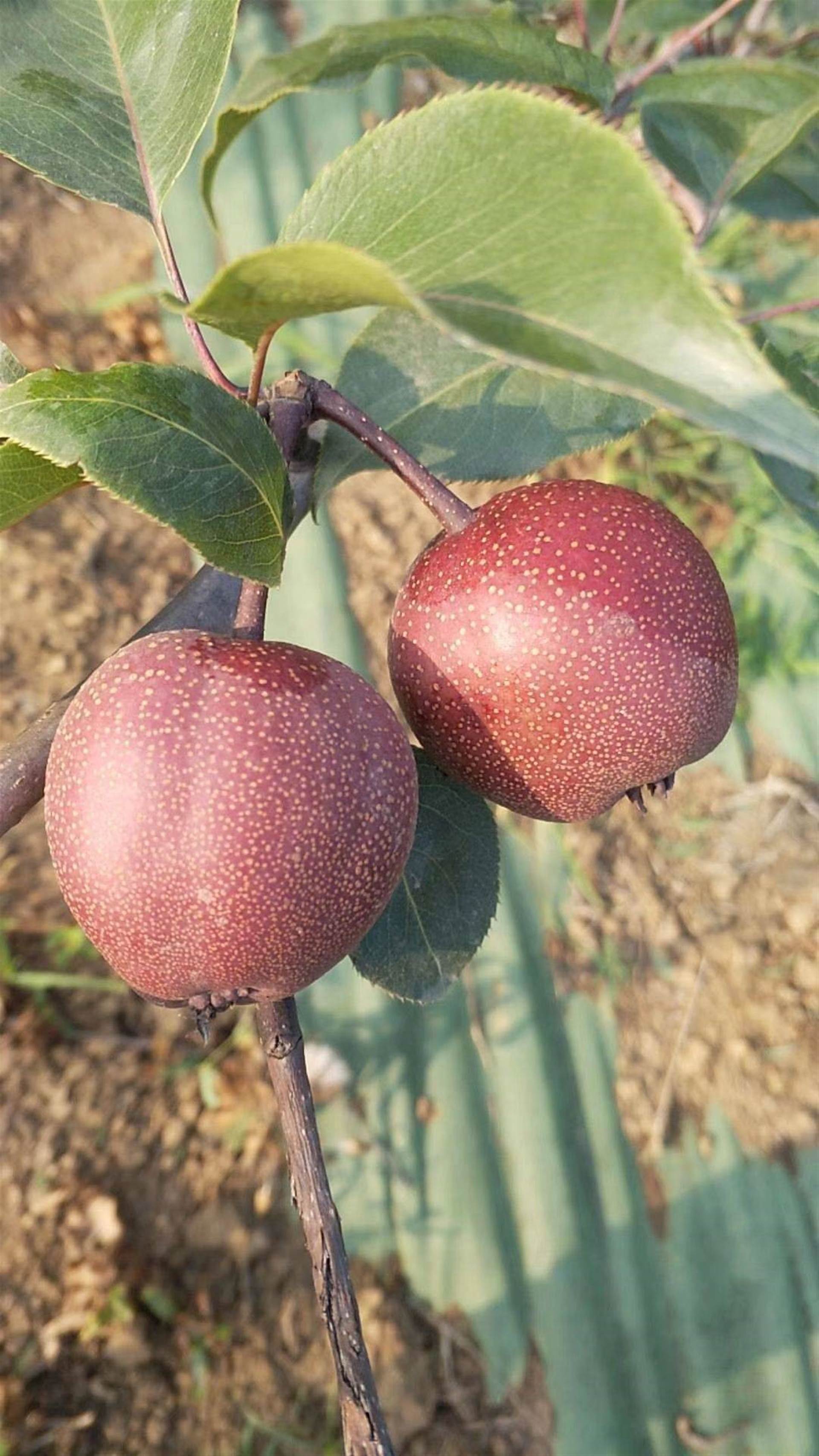 全红梨几月份成熟沧州