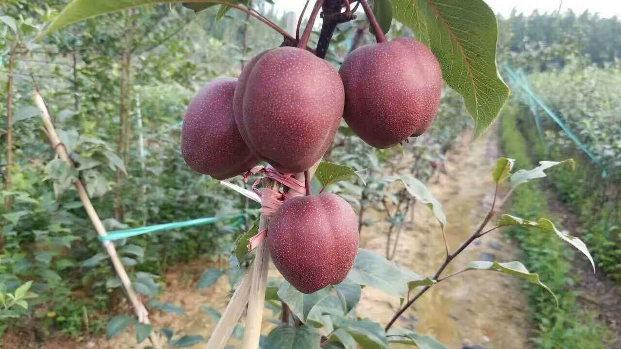 全红梨树苗几月份开花上海
