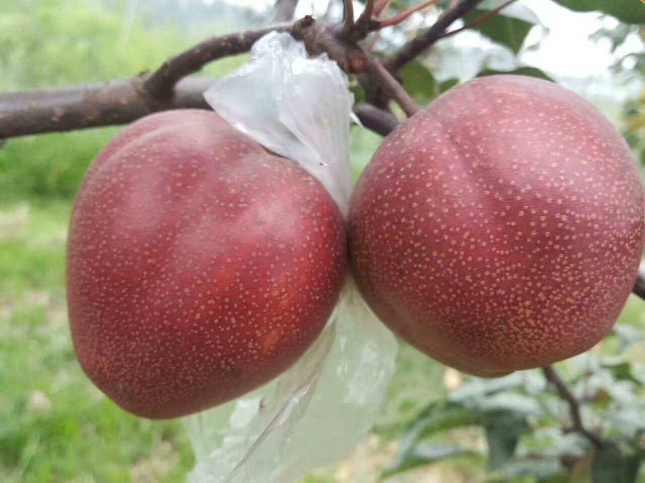 奥红一号红梨育苗基地崇左