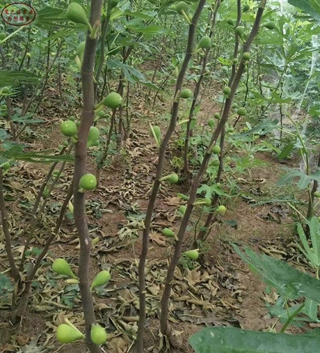 無花果苗巴勞矮無花果苗中農寒優無花果苗報價