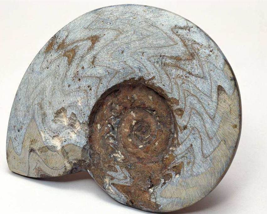 生物管虫化石私下交易要不要鉴定