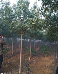红叶石楠树2-3至4公分货源充足分支点高 四季常青
