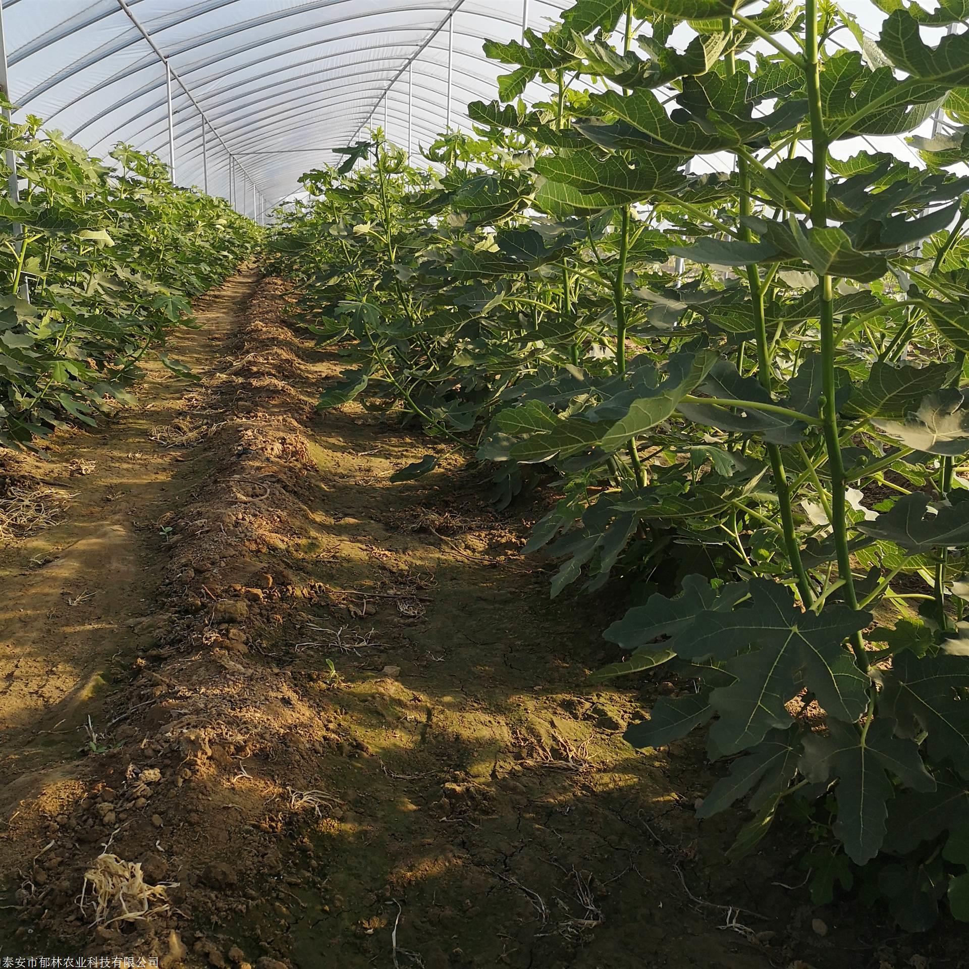 扦插沙漠王无花果树苗的栽培郁林农业