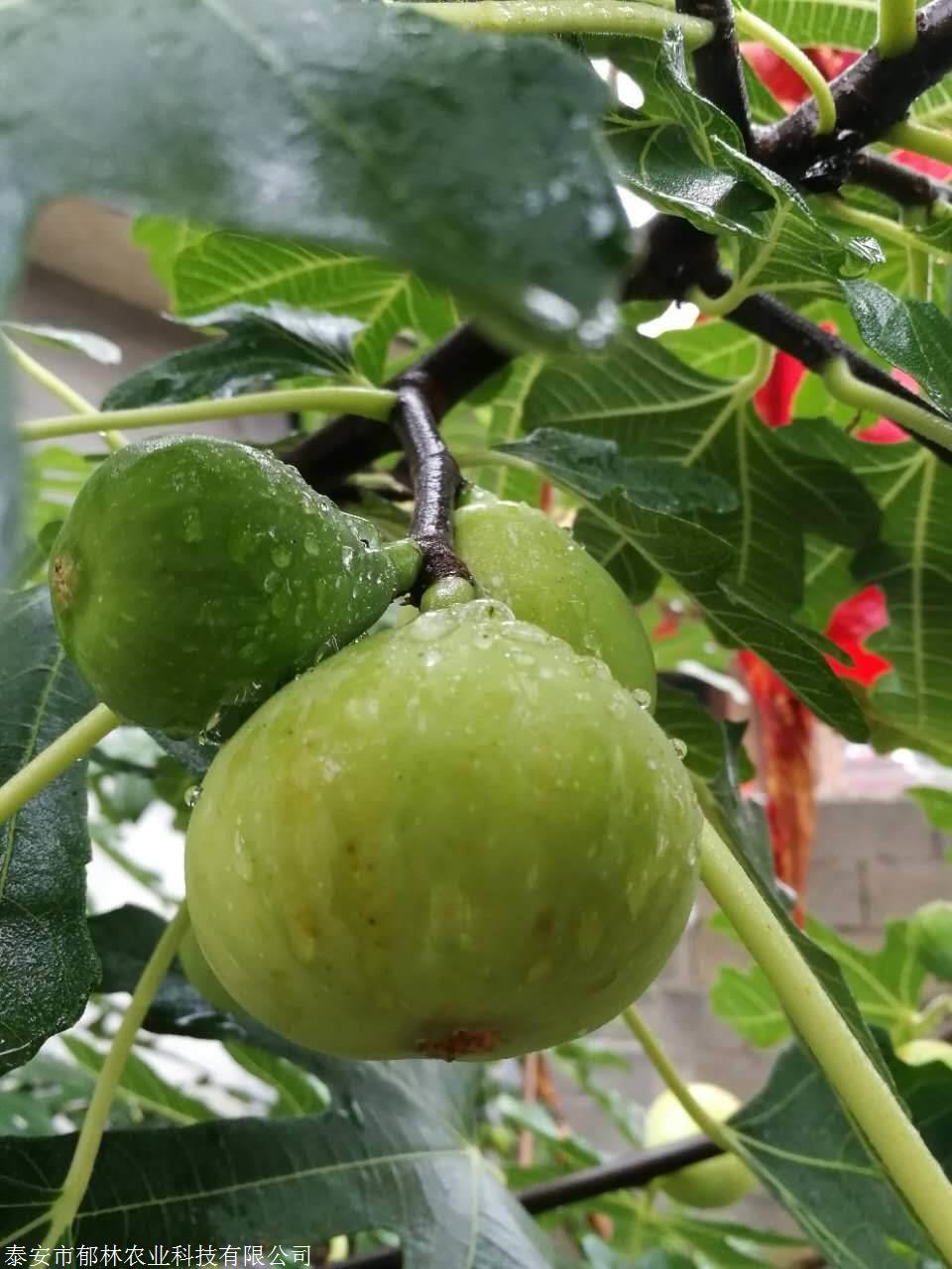 扦插果王无花果树苗哪里买郁林农业