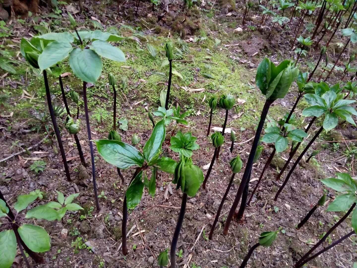 七葉一枝花的種子價格重樓種子重樓種苗滇重樓