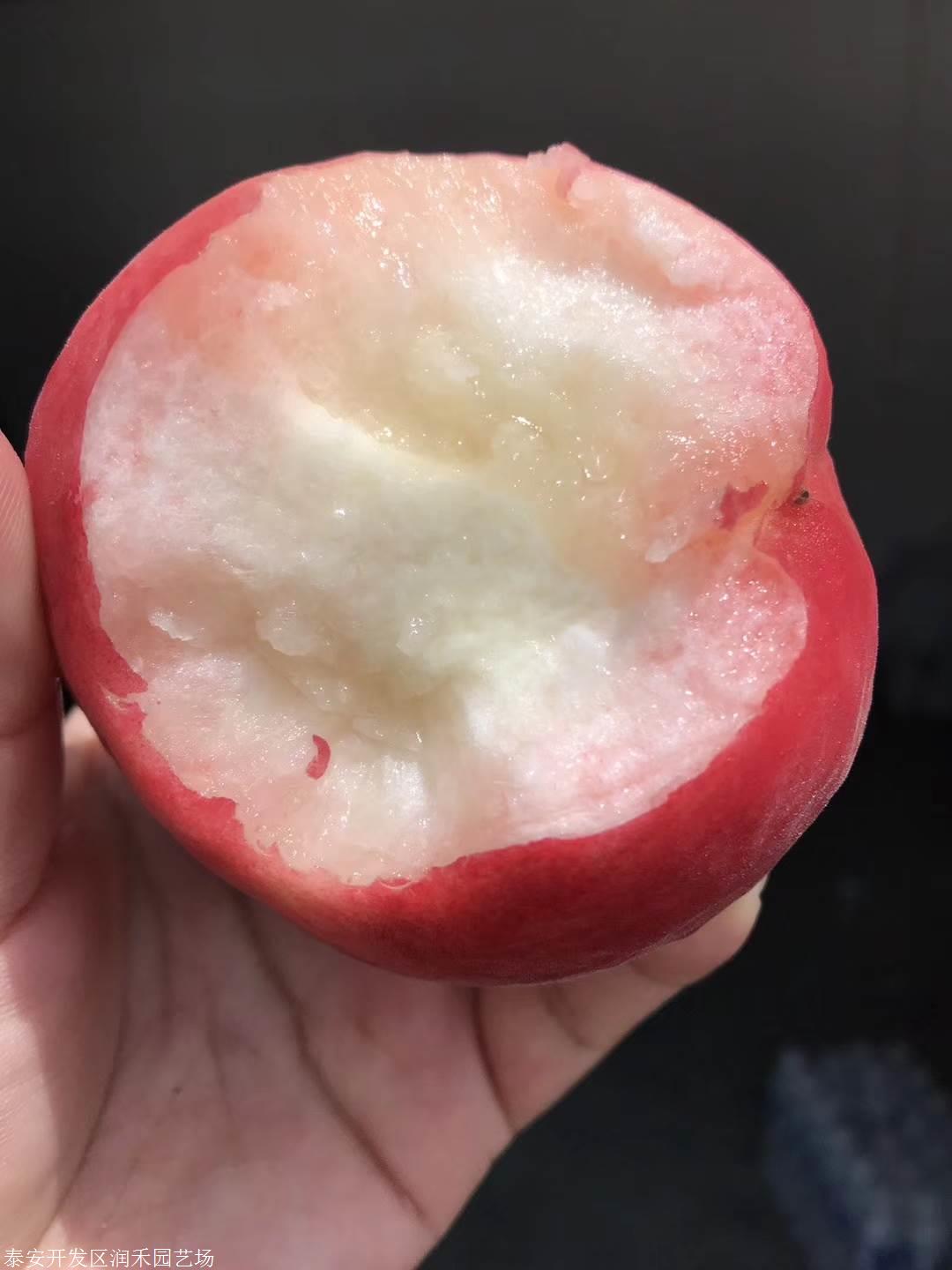 中桃8号170亩,2017年栽,2019年6月(栽后第3年,全程2周年),红果累累,桃