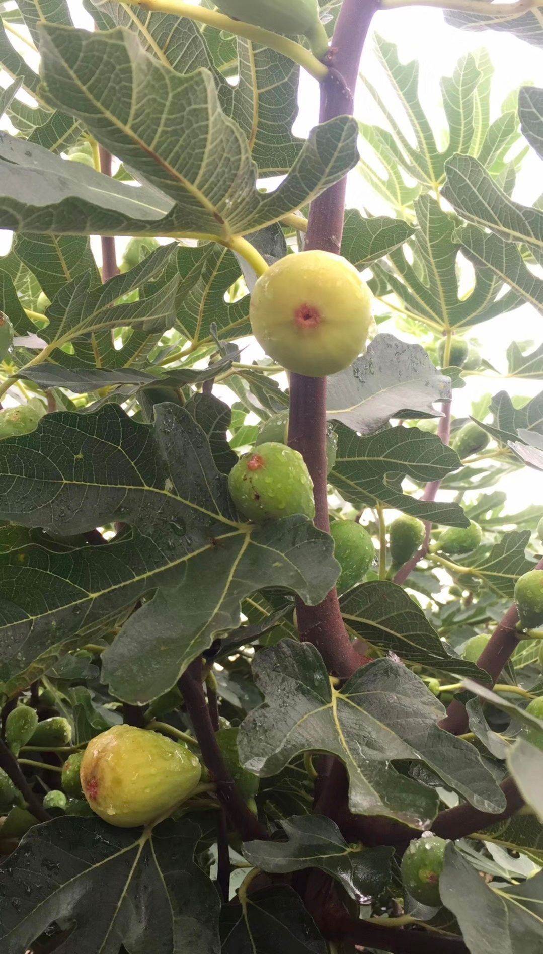 适合采摘的无花果品种好吃吗庆阳