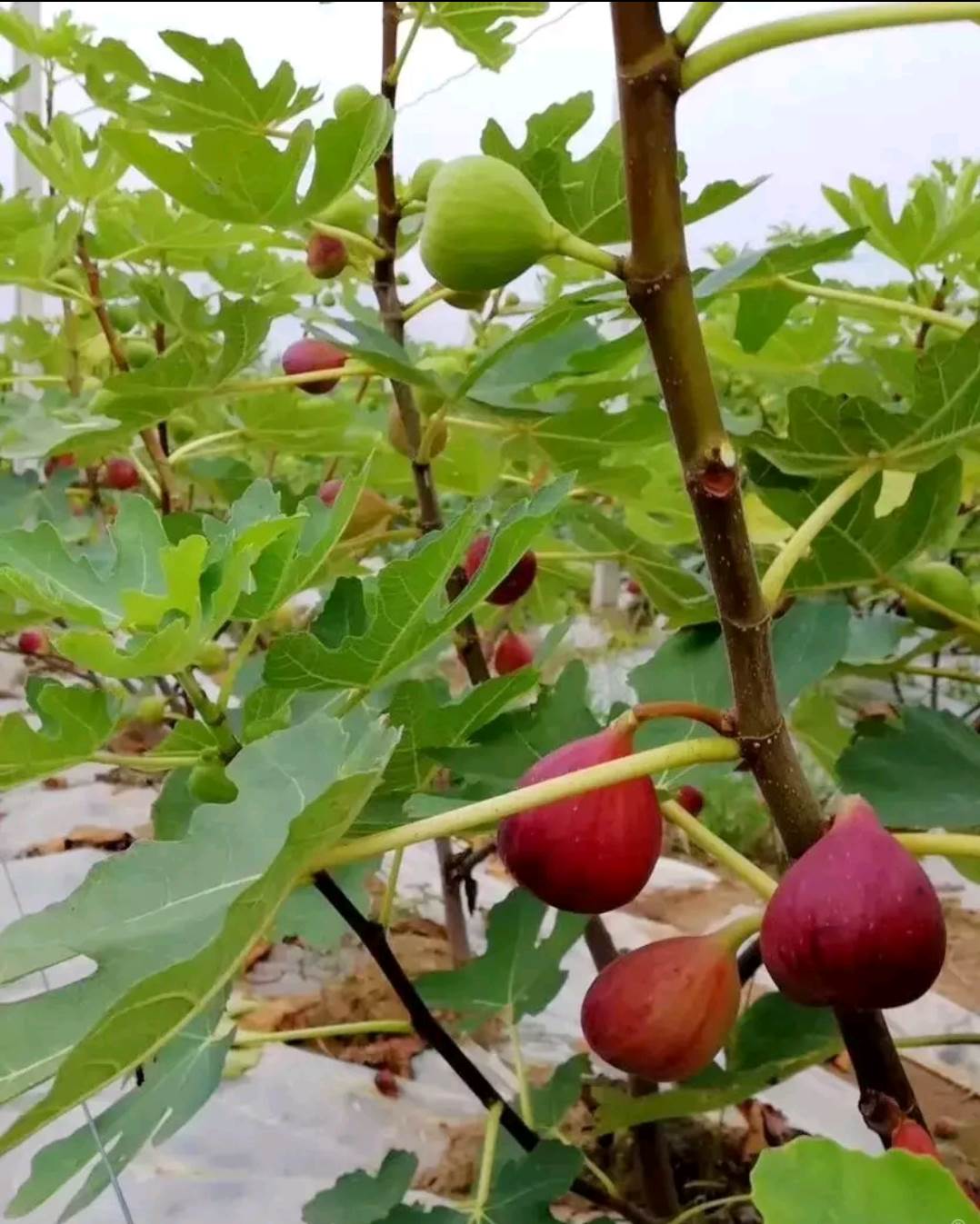 无花果苗适应哪些地区清远