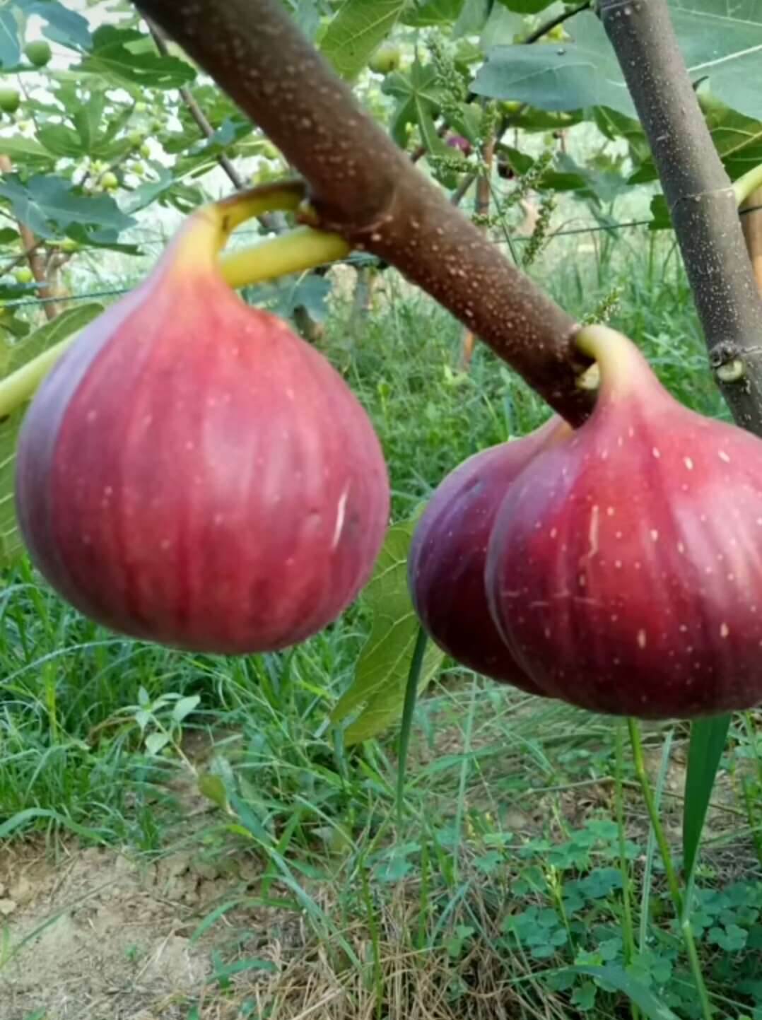 當年結果的無花果幾月份採摘來賓