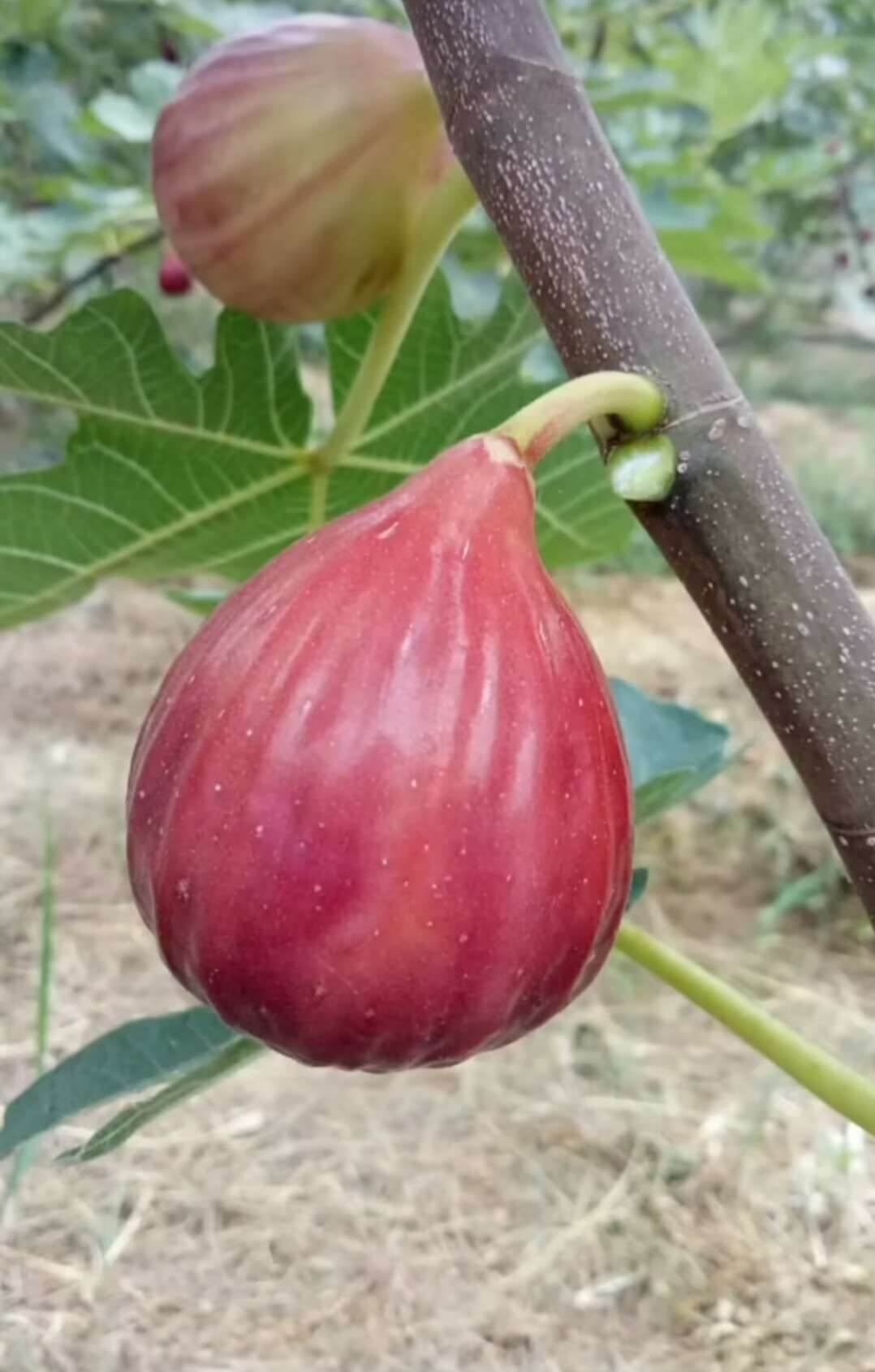 无花果图片(芭劳奈无花果图片)