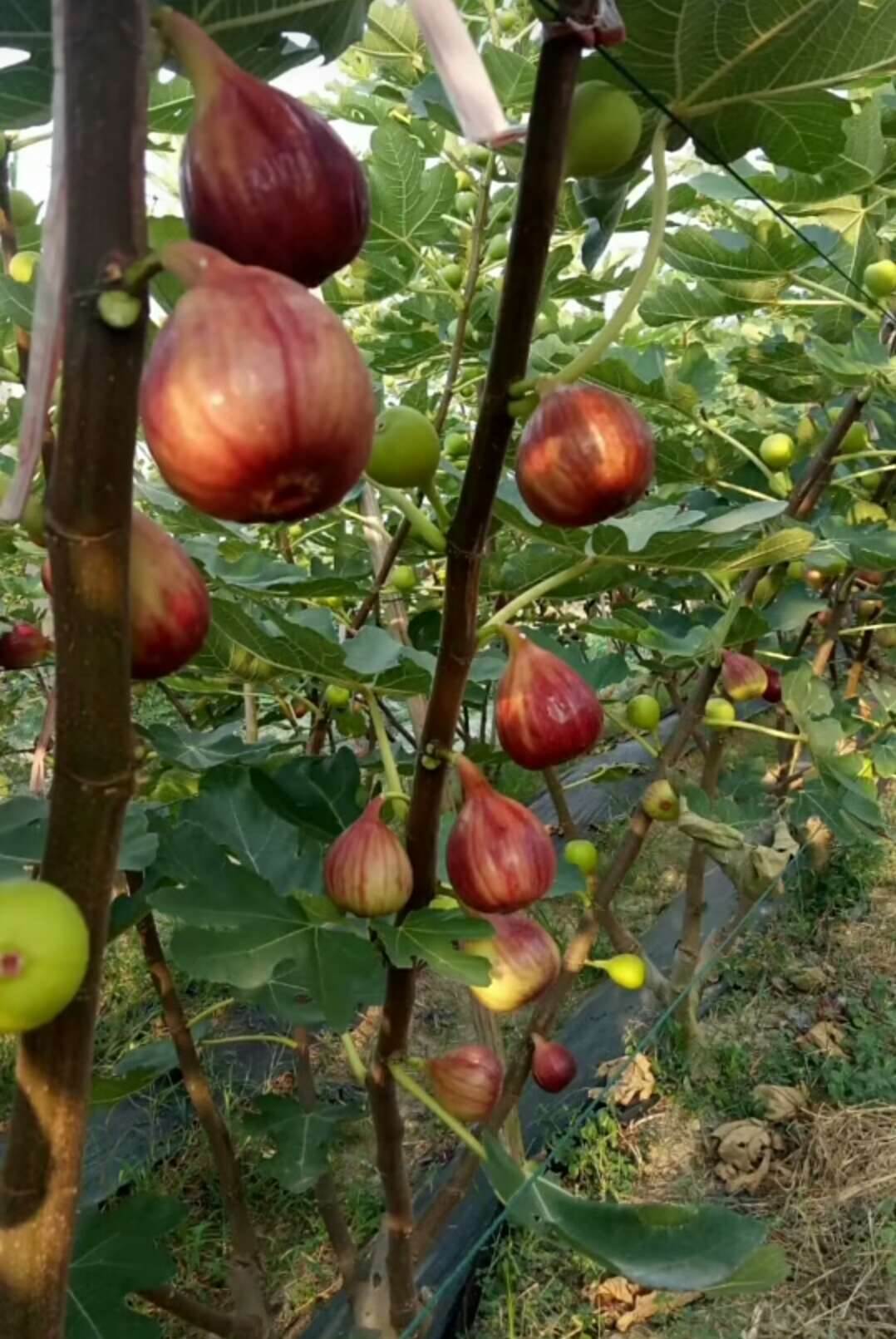 日本紫果無花果苗小苗綏化