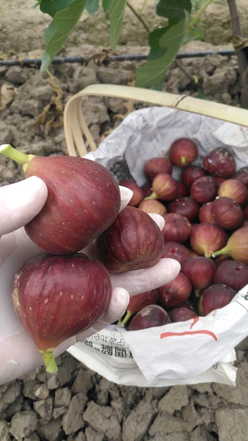 日本紫果无花果苗示范园哪里有