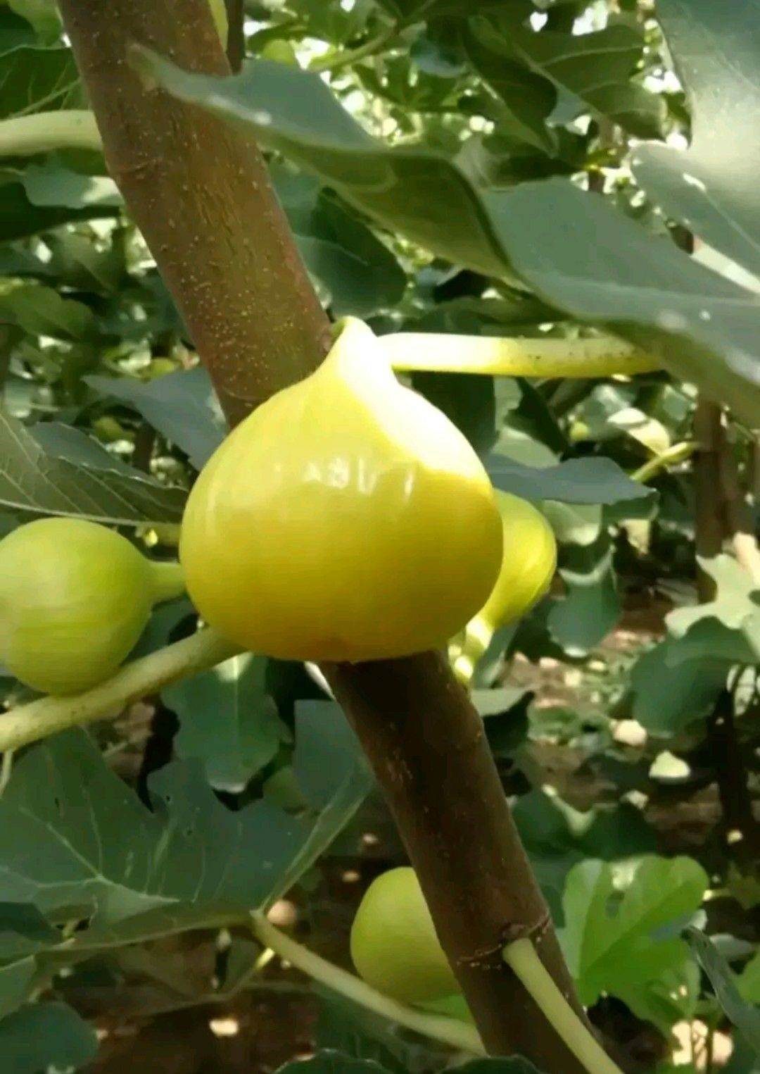 金傲芬无花果苗产品价格