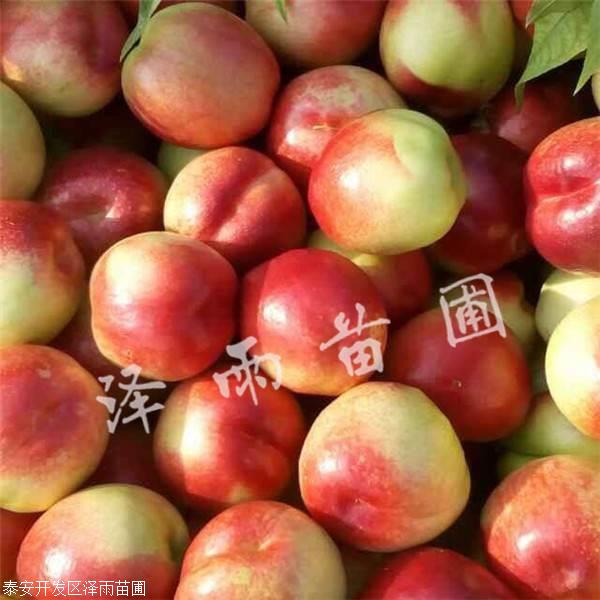 珍珠枣油桃2号简介图片
