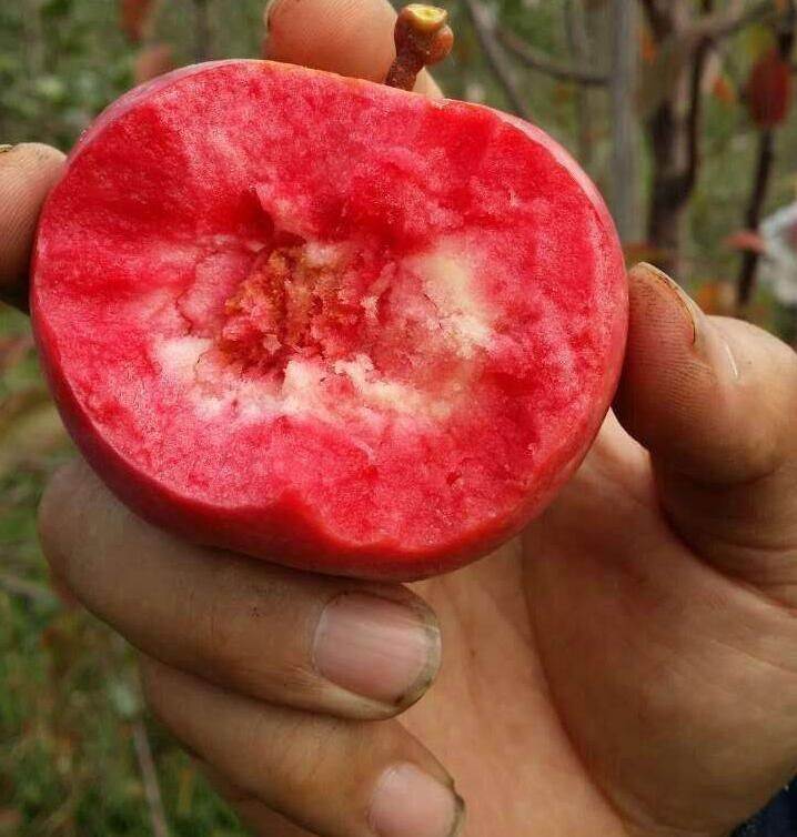 红肉苹果幼果图片图片