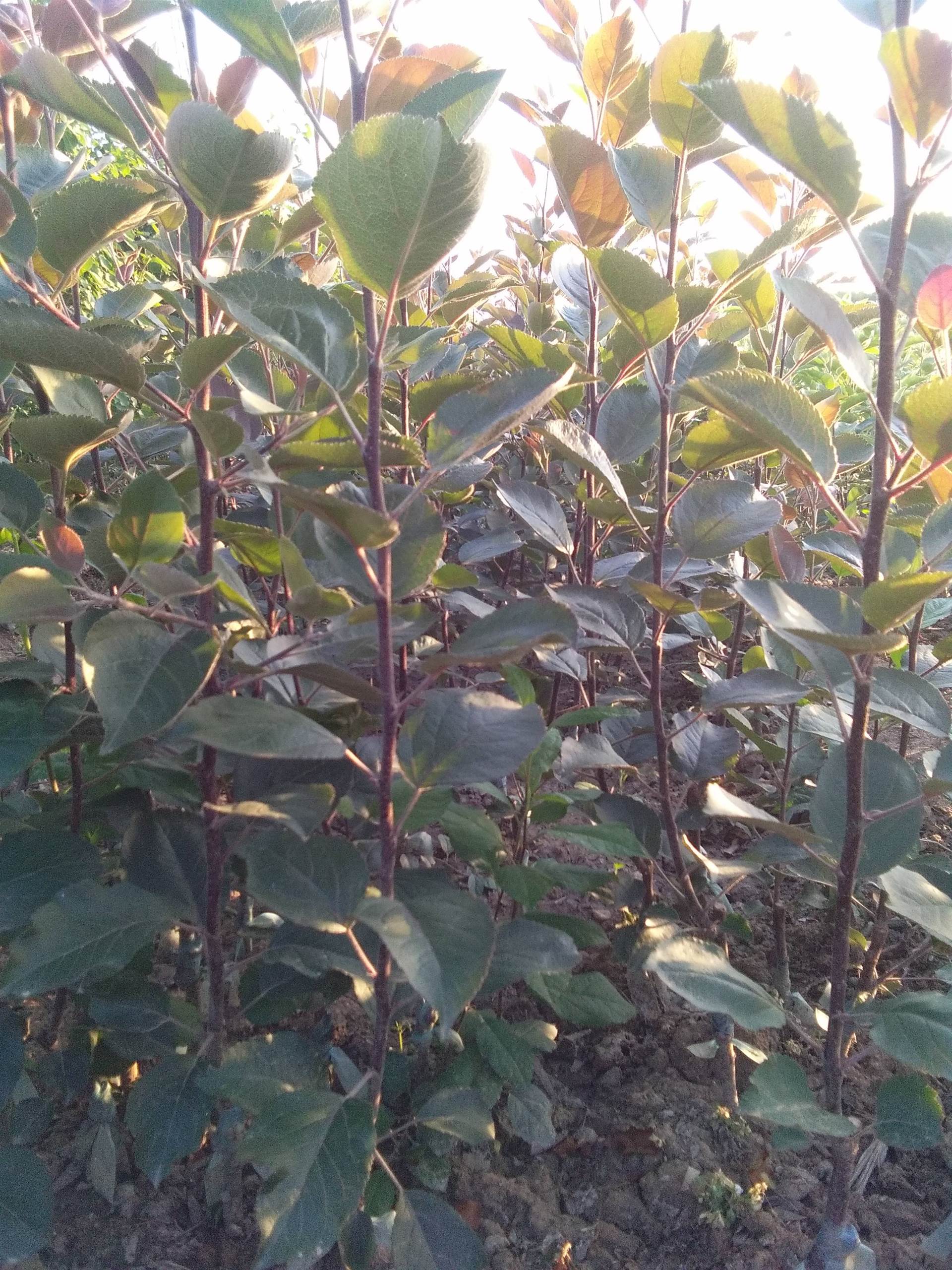 红肉苹果树苗好管理吗福州