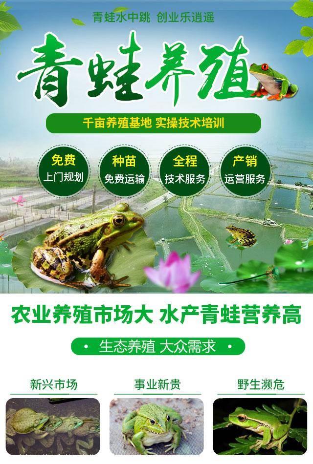 哪里可以学青蛙养殖 青蛙养殖多久可以学会