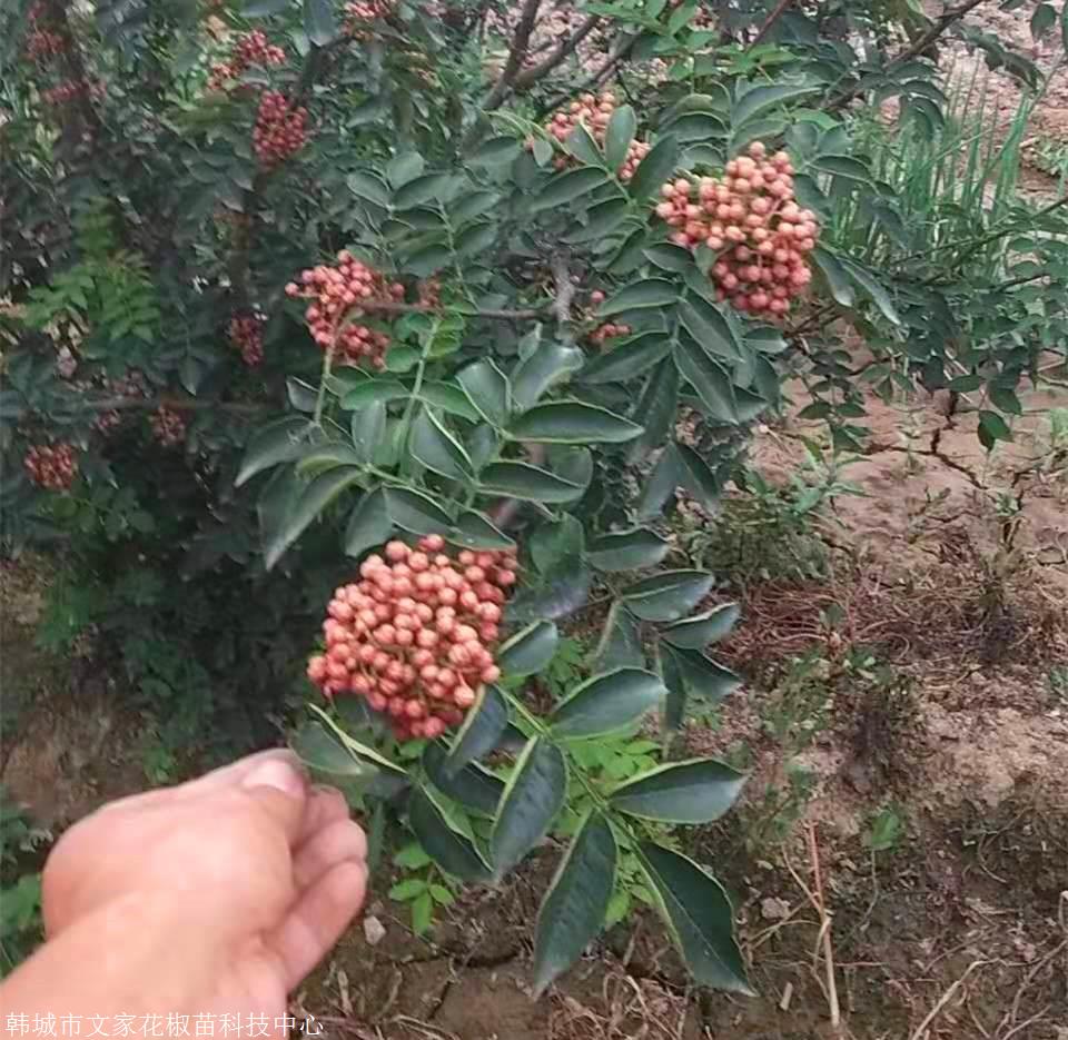 韓城無刺花椒苗陝西哪裡有獅子頭花椒樹苗花椒苗韓城大紅袍