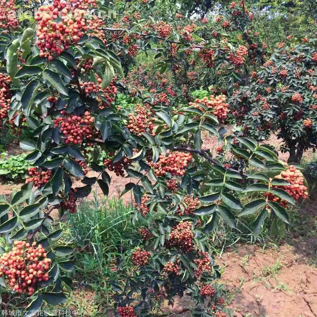 韩城无刺花椒苗 陕西哪里有狮子头花椒树苗 花椒苗 韩城无刺