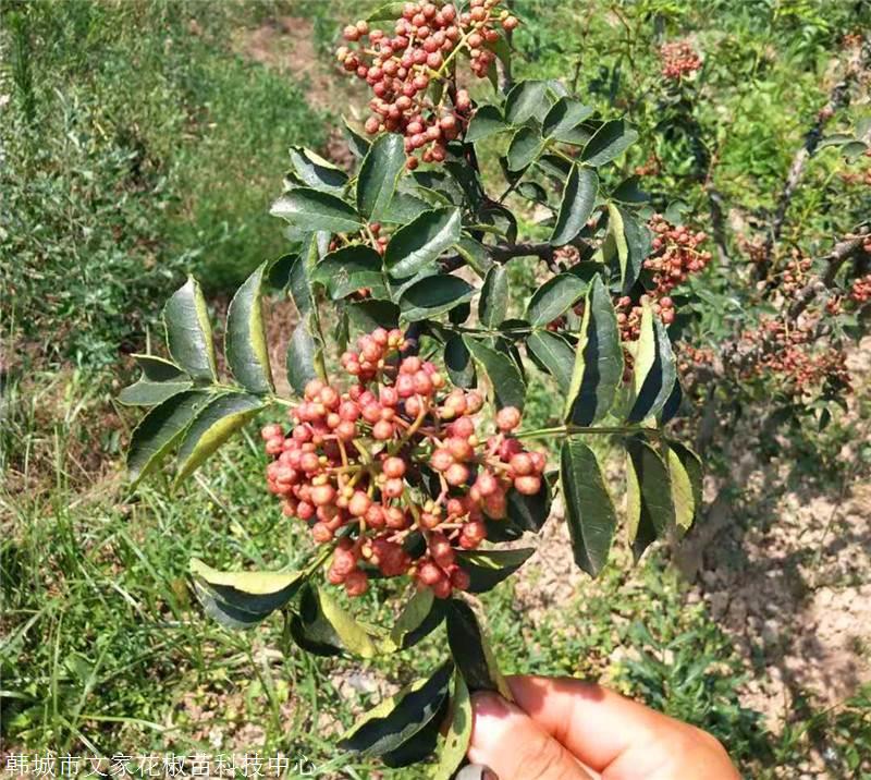 花椒苗基地 韩城大红袍花椒苗 无刺花椒苗 黄盖花椒苗 狮子头