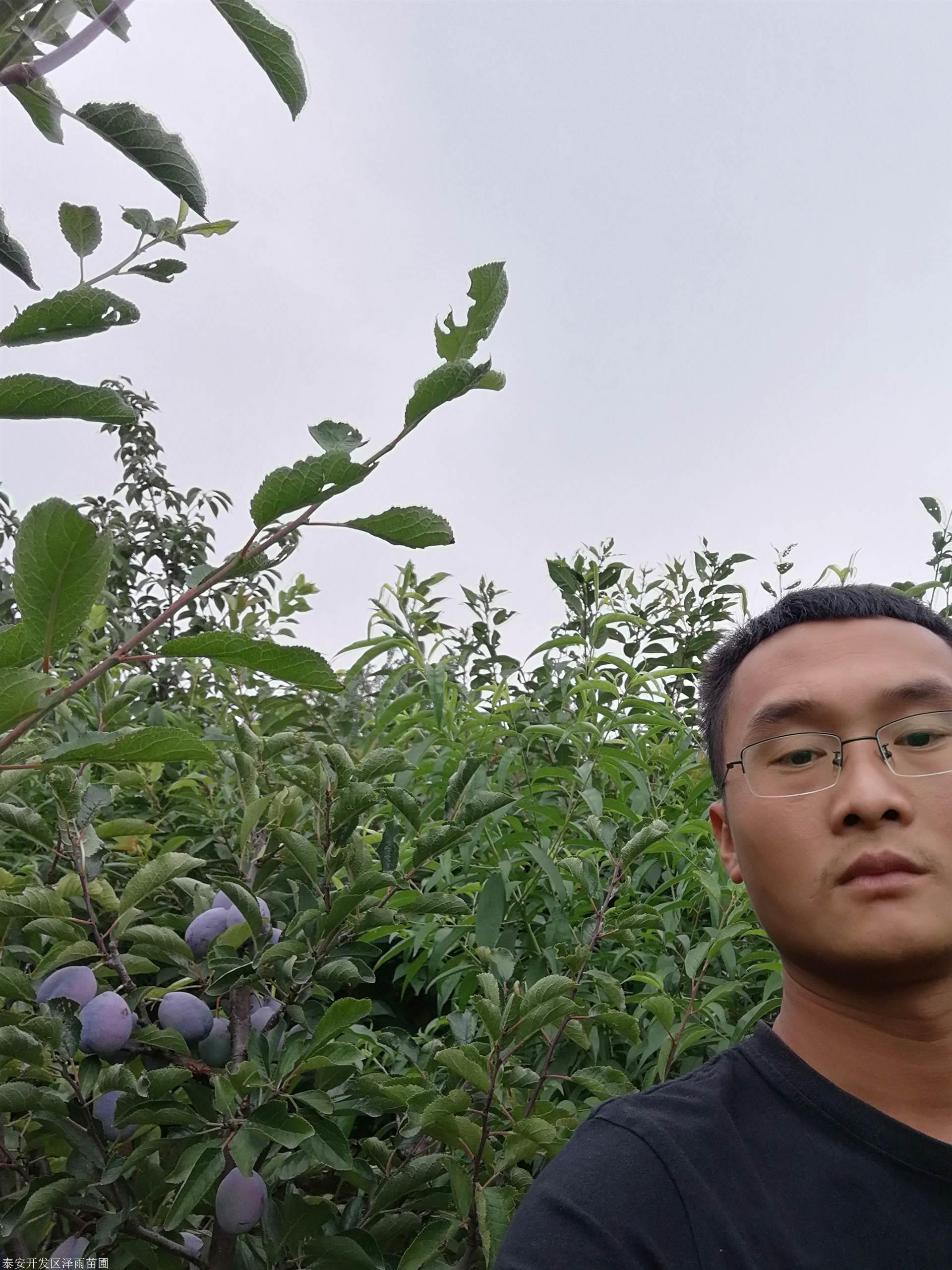 泽雨农业李子品种--秋姬李 1.