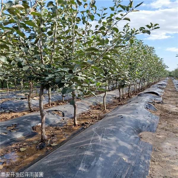 山东香妃苹果树苗推广基地