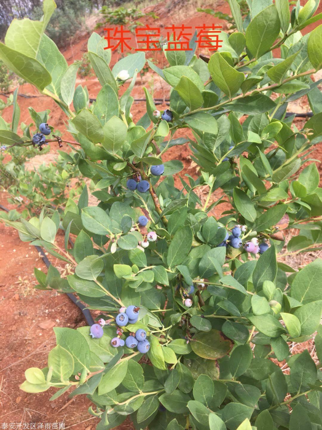 3年生优瑞卡蓝莓树苗报价品种简介
