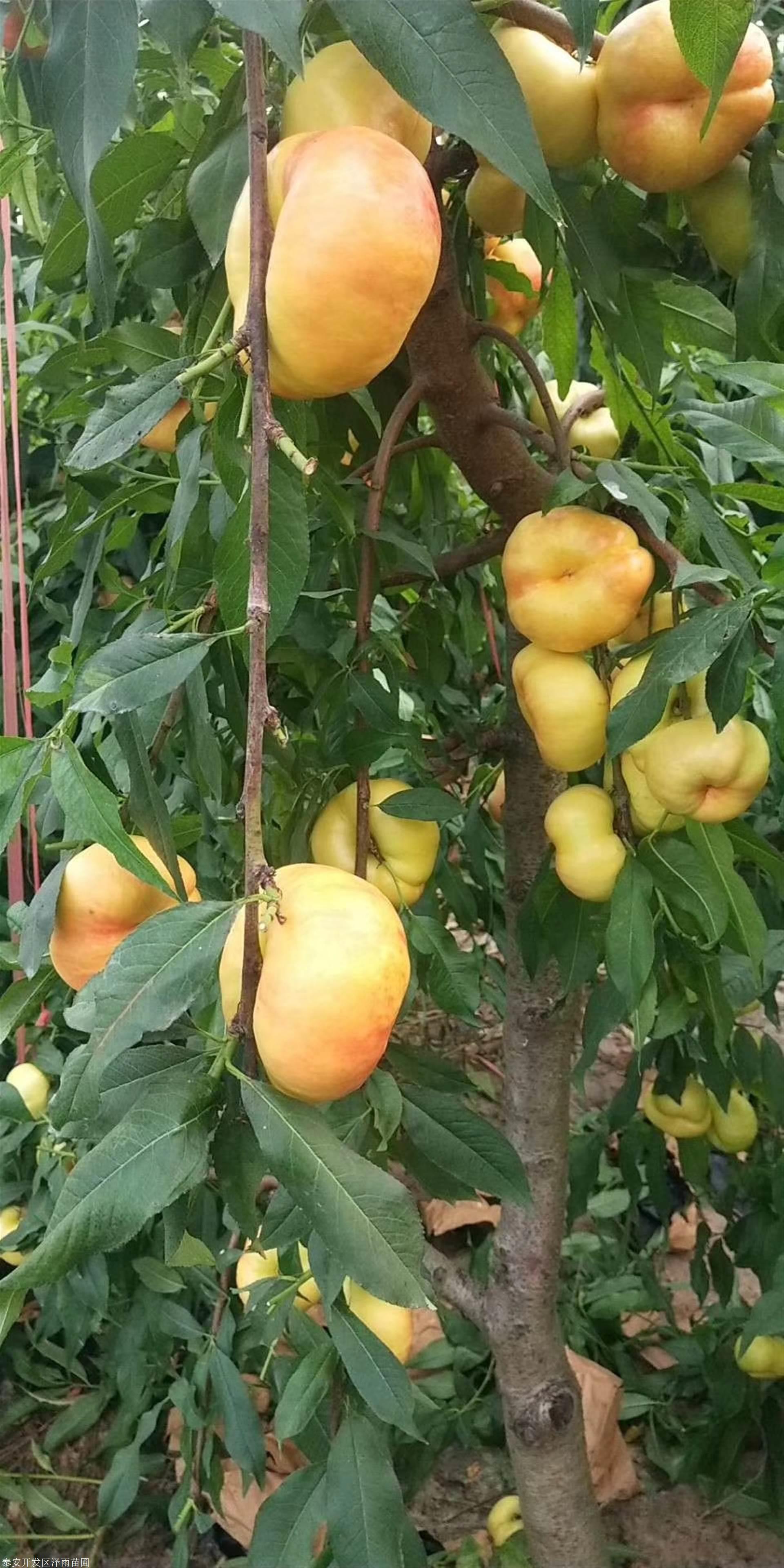 晚金霞油蟠桃树苗的价格批发晚金霞油蟠桃苗