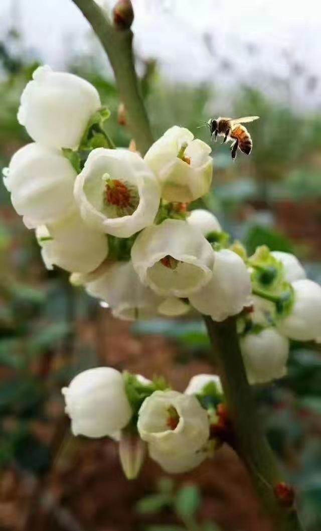 不老莓苗种植技术与功效