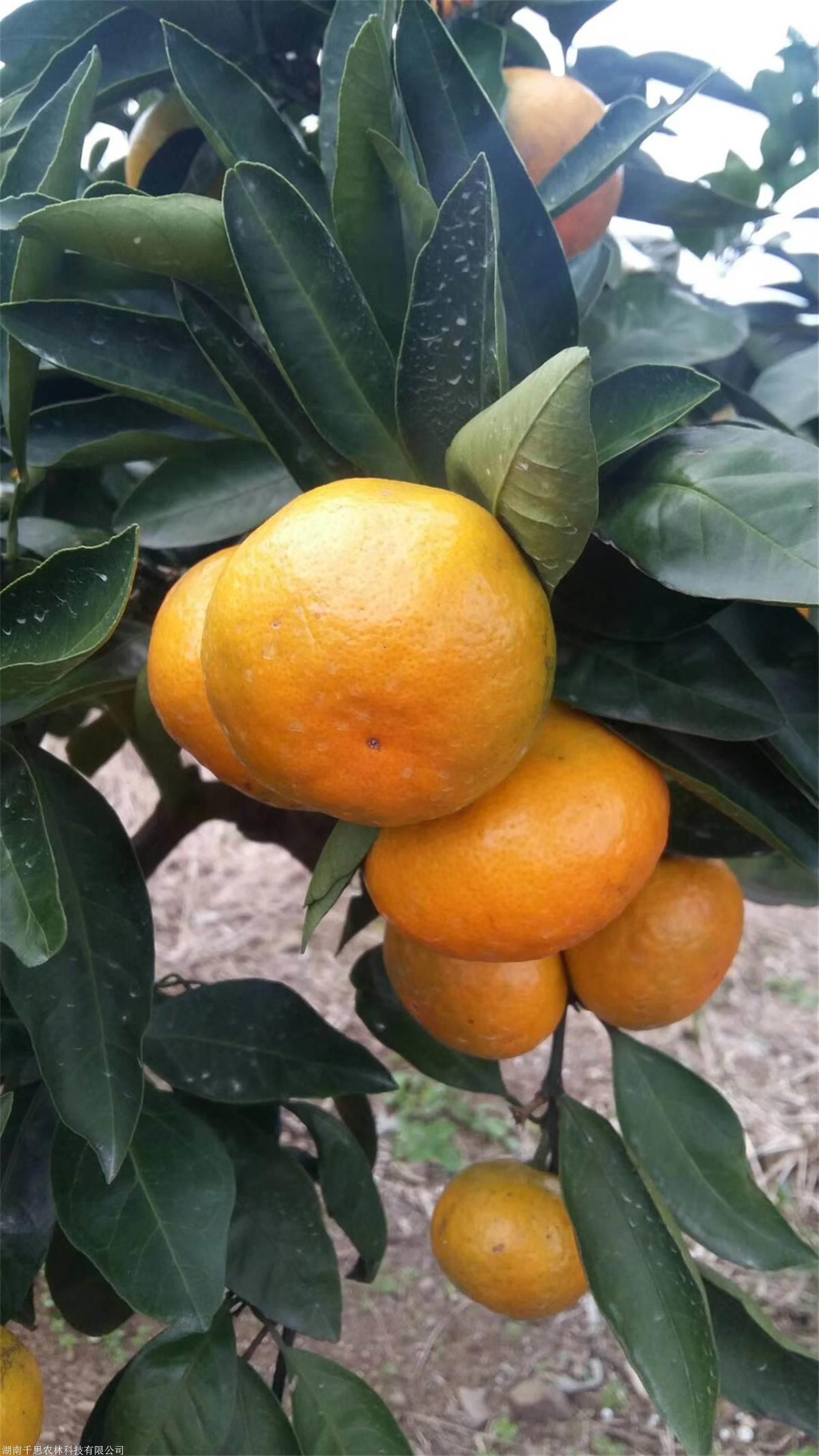 一年生由良苗基地特早熟由良蜜桔苗3080cm根系发达纯度高