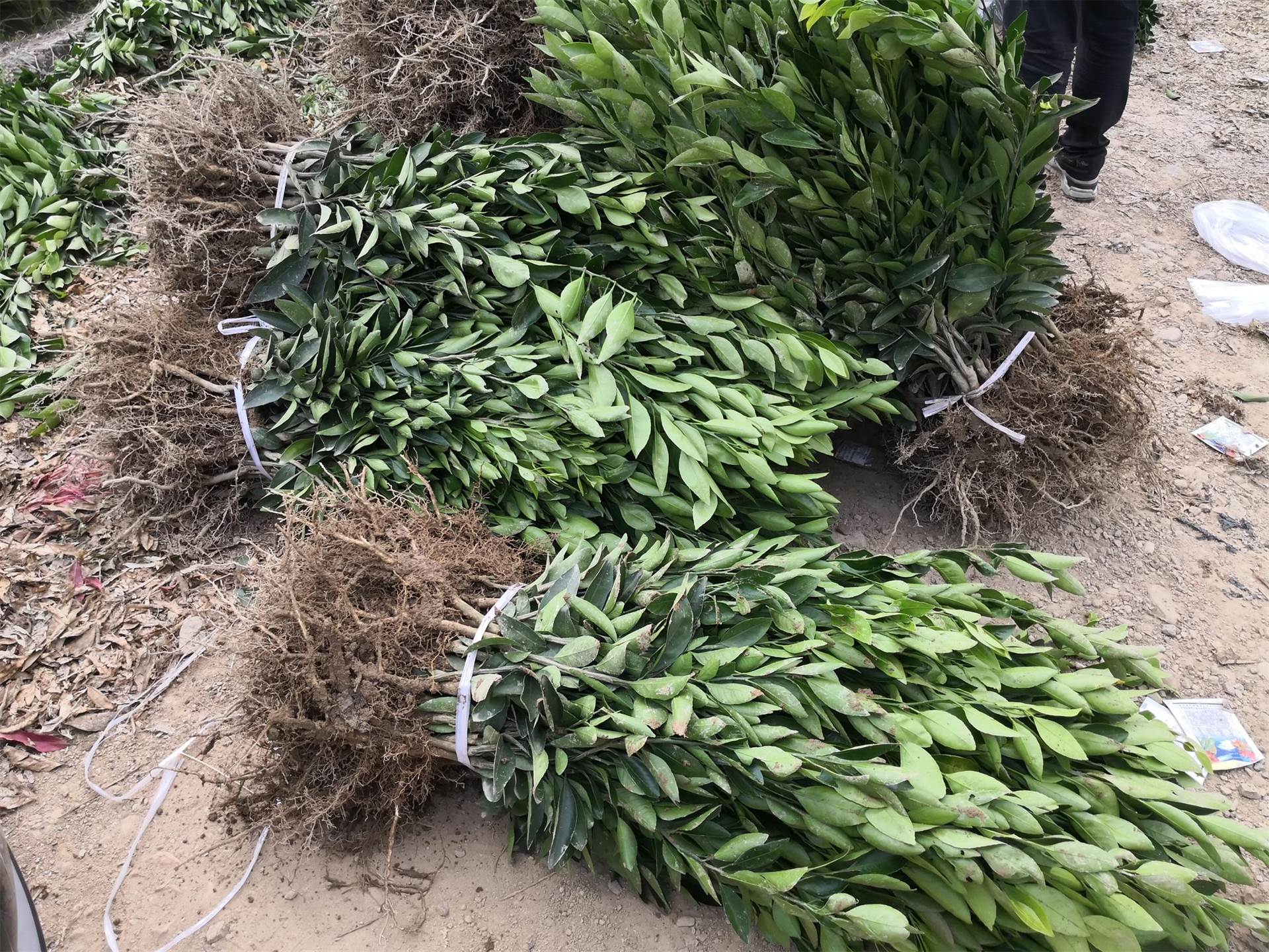 一年生由良苗基地 特早熟由良蜜桔苗30-80cm根系发达纯度高