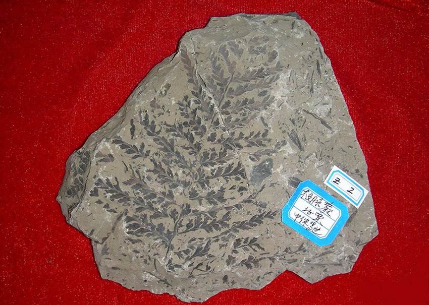 新疆植物化石图片