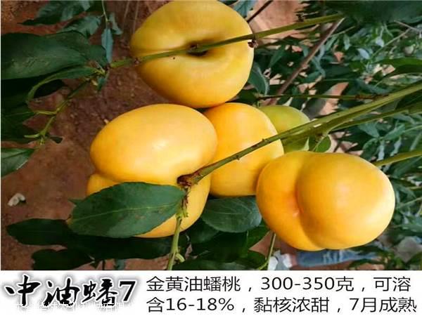 珍品王桃品种介绍图片