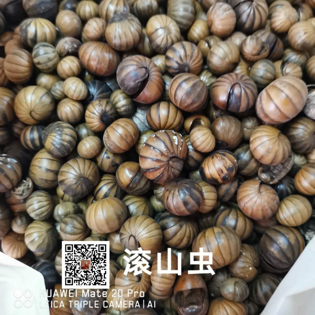 滚山虫价格滚山虫粉批发