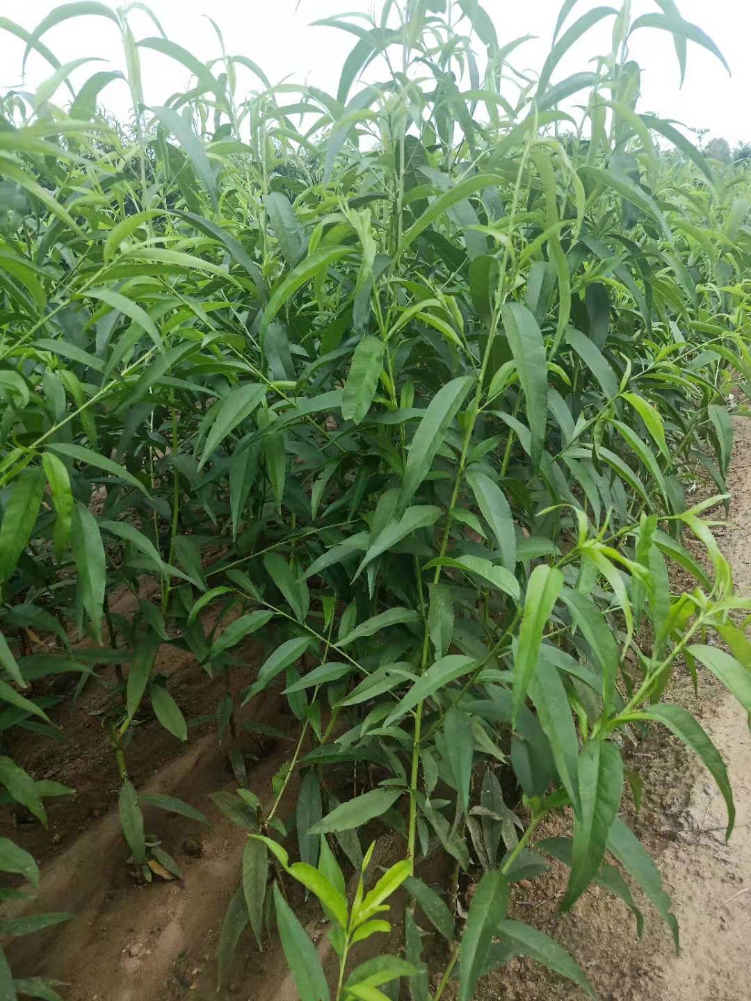 早熟黄肉蟠桃苗中蟠18号桃树苗耐运输好管理